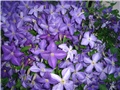 clematis